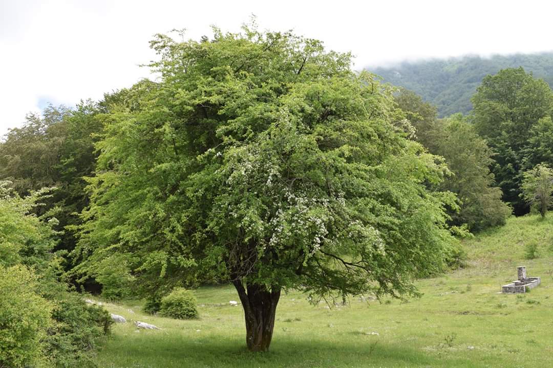 Crataegus monogyna - biancospino (Alveolo forestale)