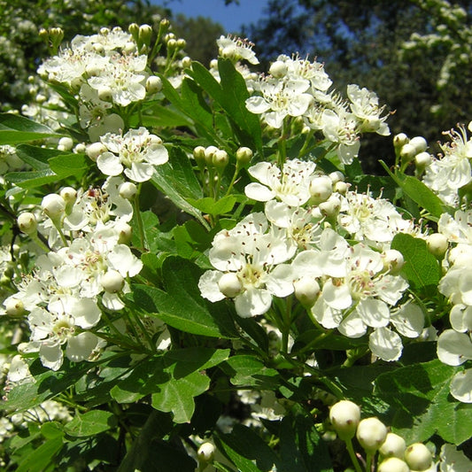 Crataegus monogyna - hawthorn (Forest hawthorn)