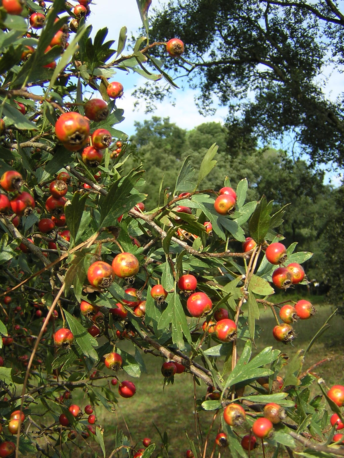 Crataegus monogyna - biancospino (Alveolo forestale)