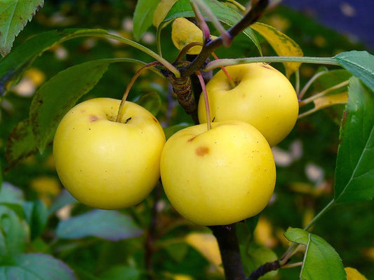 Malus sylvestris - melo selvatico (Alveolo forestale)