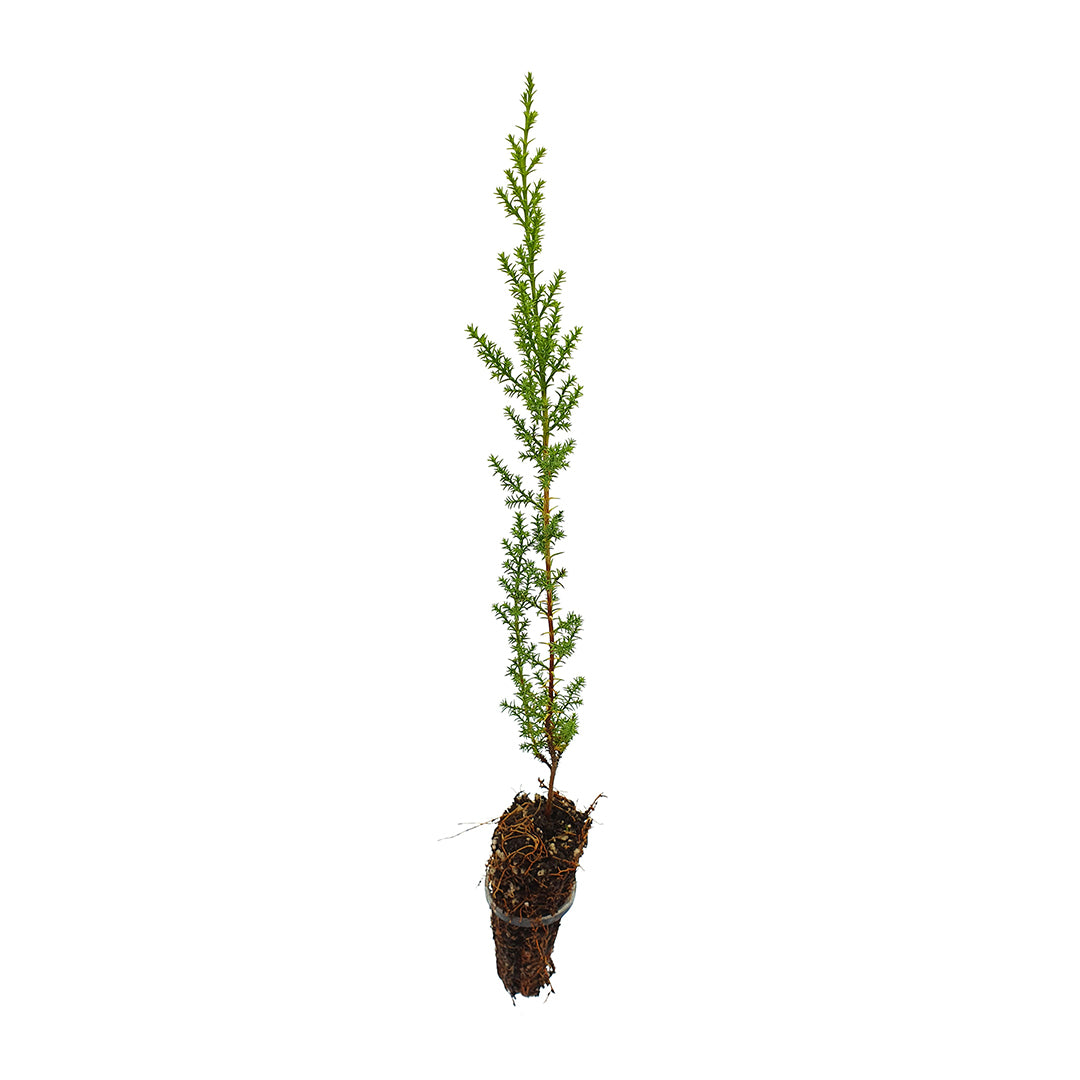 Cupressus macrocarpa - cipresso di Monterey, cipresso limonato (Alveolo forestale)
