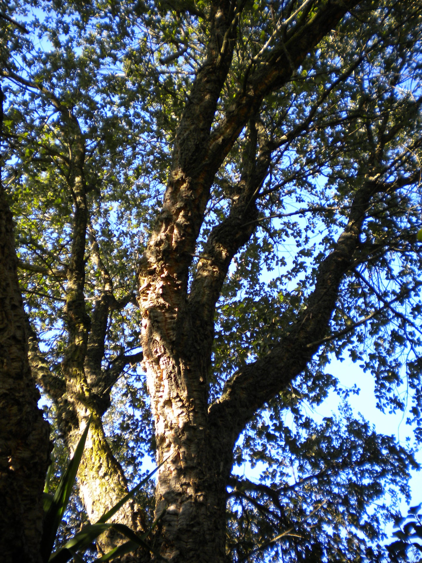 Quercus suber - cork tree (Pot 24 cm)