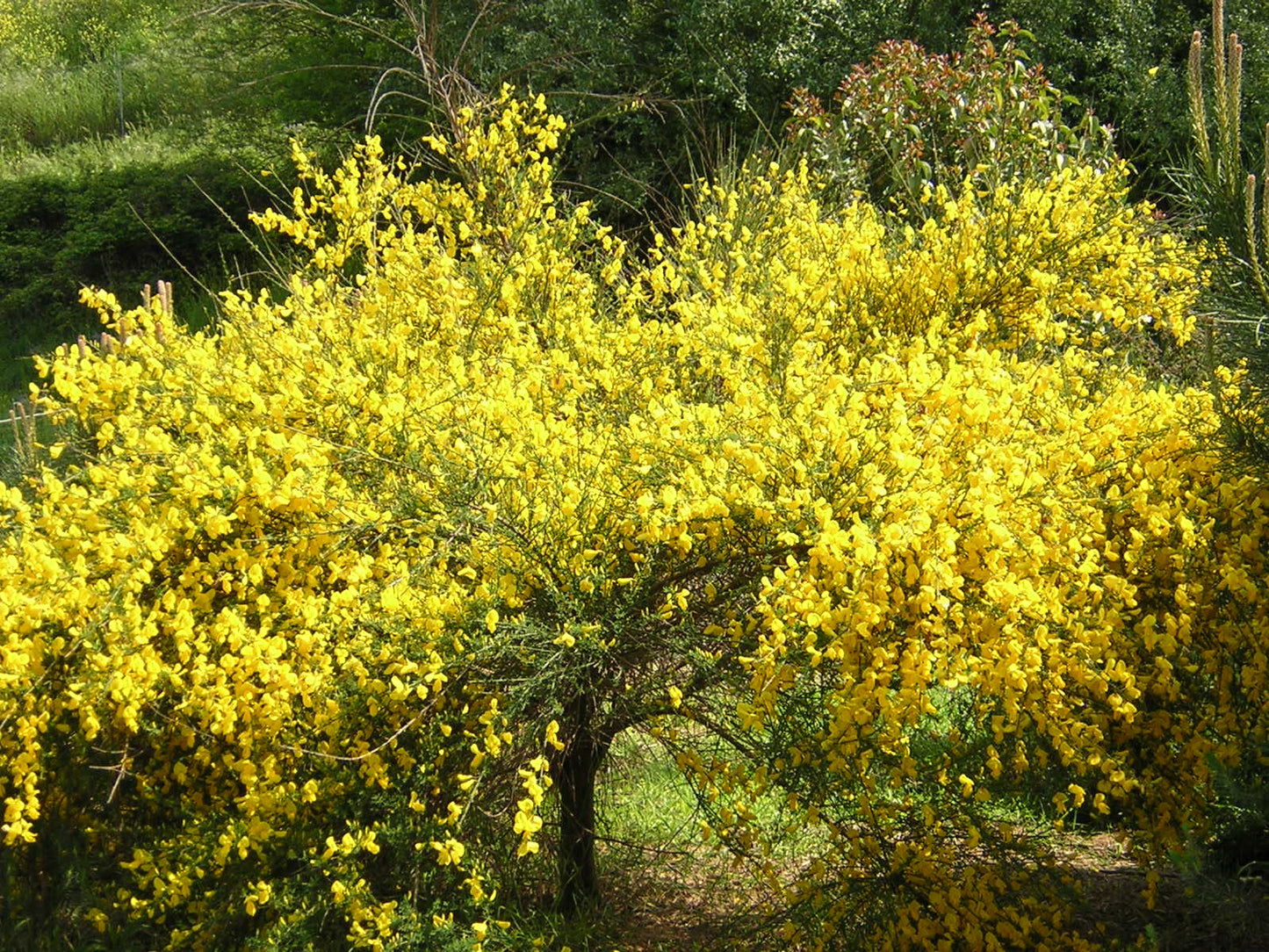 Cytisus scoparius - ginestra dei carbonai (Alveolo forestale)