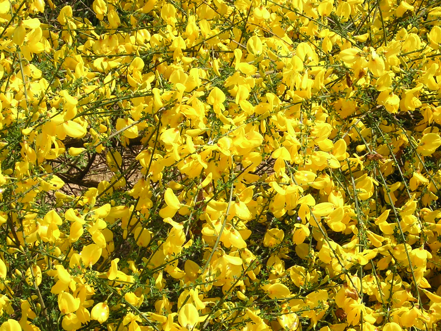 Cytisus scoparius - ginestra dei carbonai (Alveolo forestale)