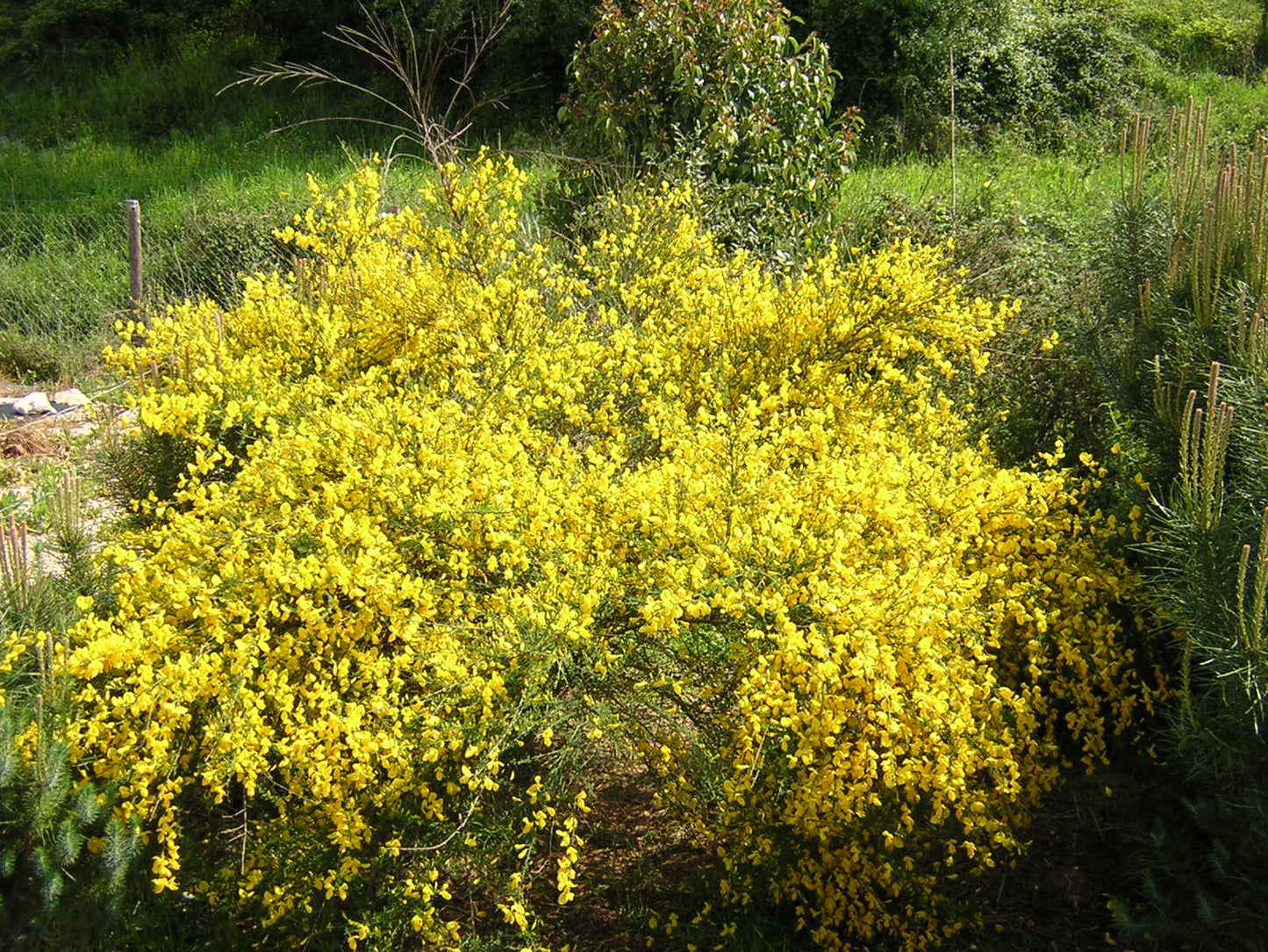 Cytisus scoparius - ginestra dei carbonai (Alveolo forestale)