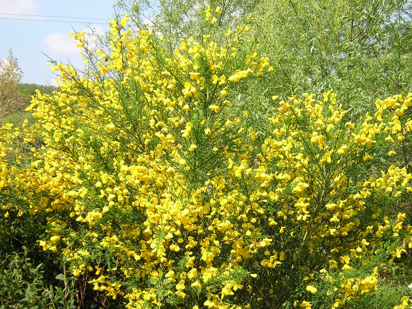 Cytisus scoparius - ginestra dei carbonai (Alveolo forestale)
