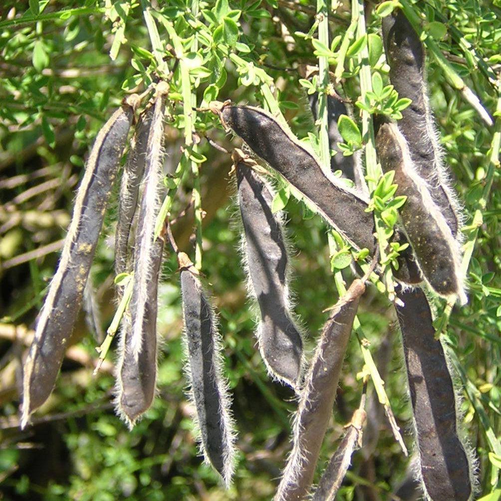 Cytisus scoparius - ginestra dei carbonai (Alveolo forestale)