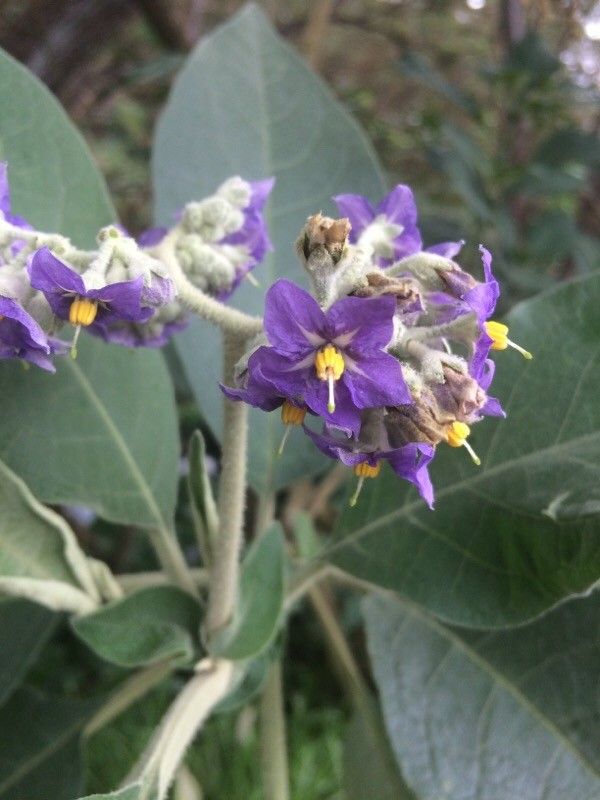 Solanum mauritianum - albero delle melanzane (Vaso quadro 7x7x8 cm)