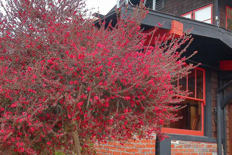 Leptospermum Scoparium Cv. "Red Damask" - Fiore Rosso (Vaso quadro 9x9x10 cm)