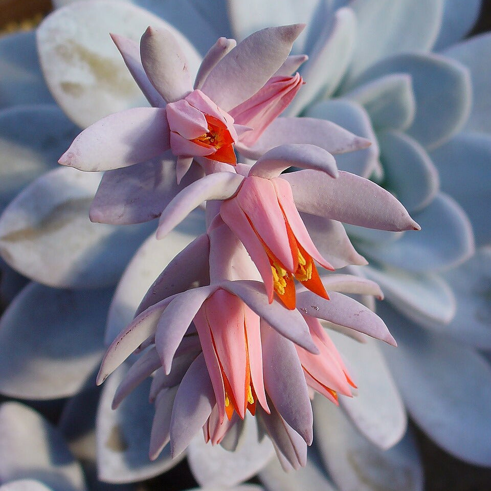 Echeveria laui - echeveria porcellana (Vaso quadro 7x7x8 cm)