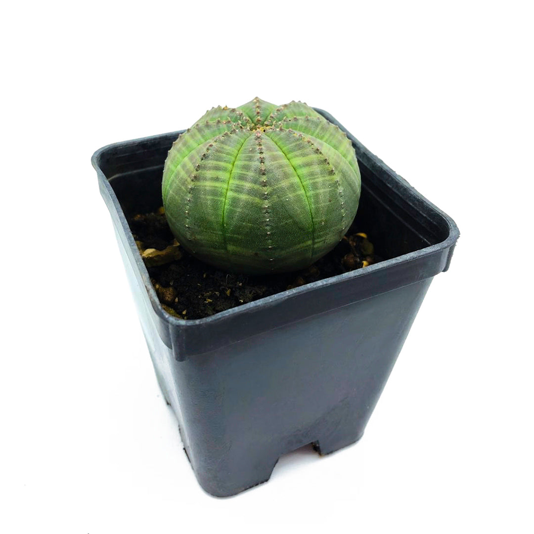 Euphorbia obesa - euforbia (Vaso quadro 7x7x10 cm)