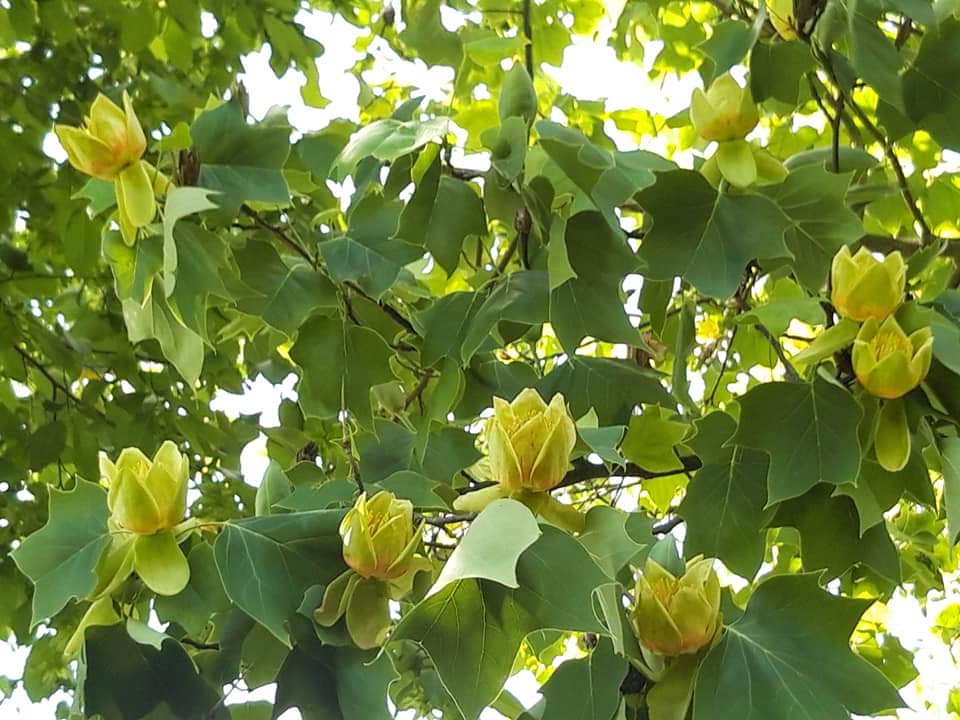 Liriodendron tulipifera - albero dei tulipani (Alveolo forestale)
