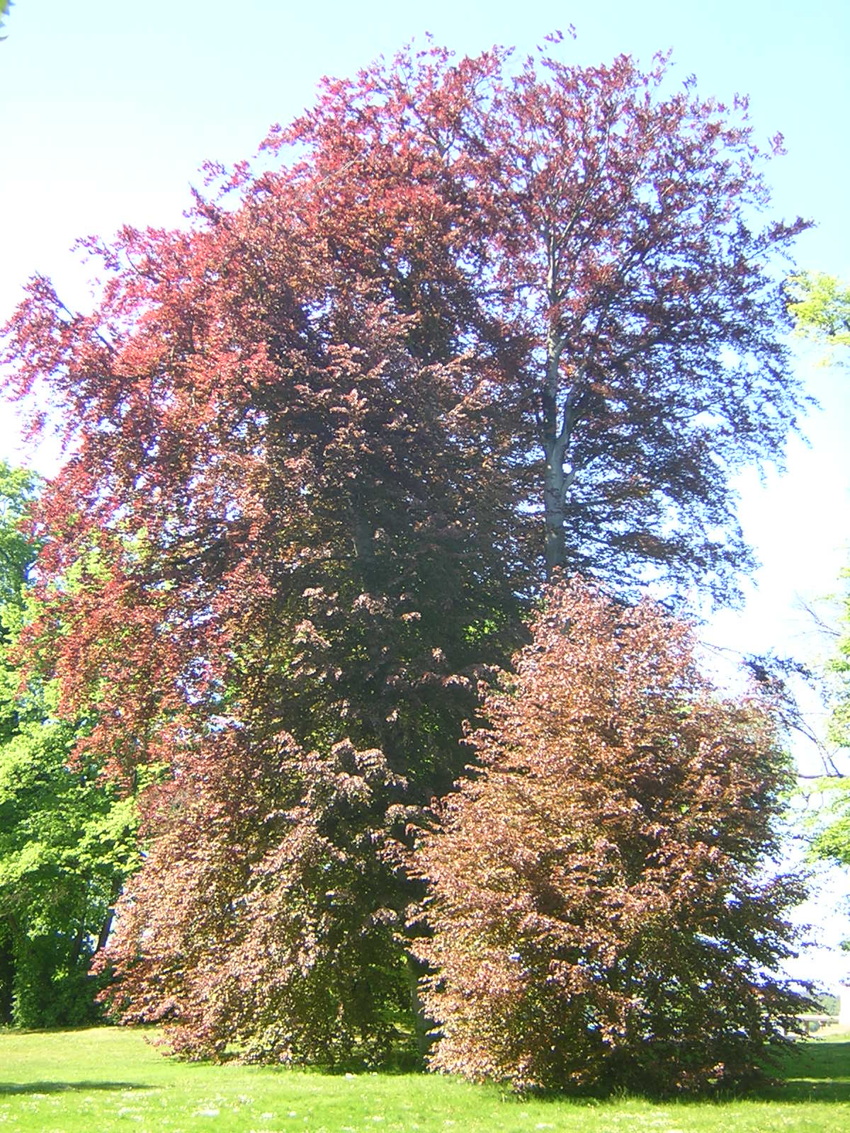 Fagus sylvatica cv. "purpurea" - faggio rosso (Vaso quadro 9x9x20 cm)