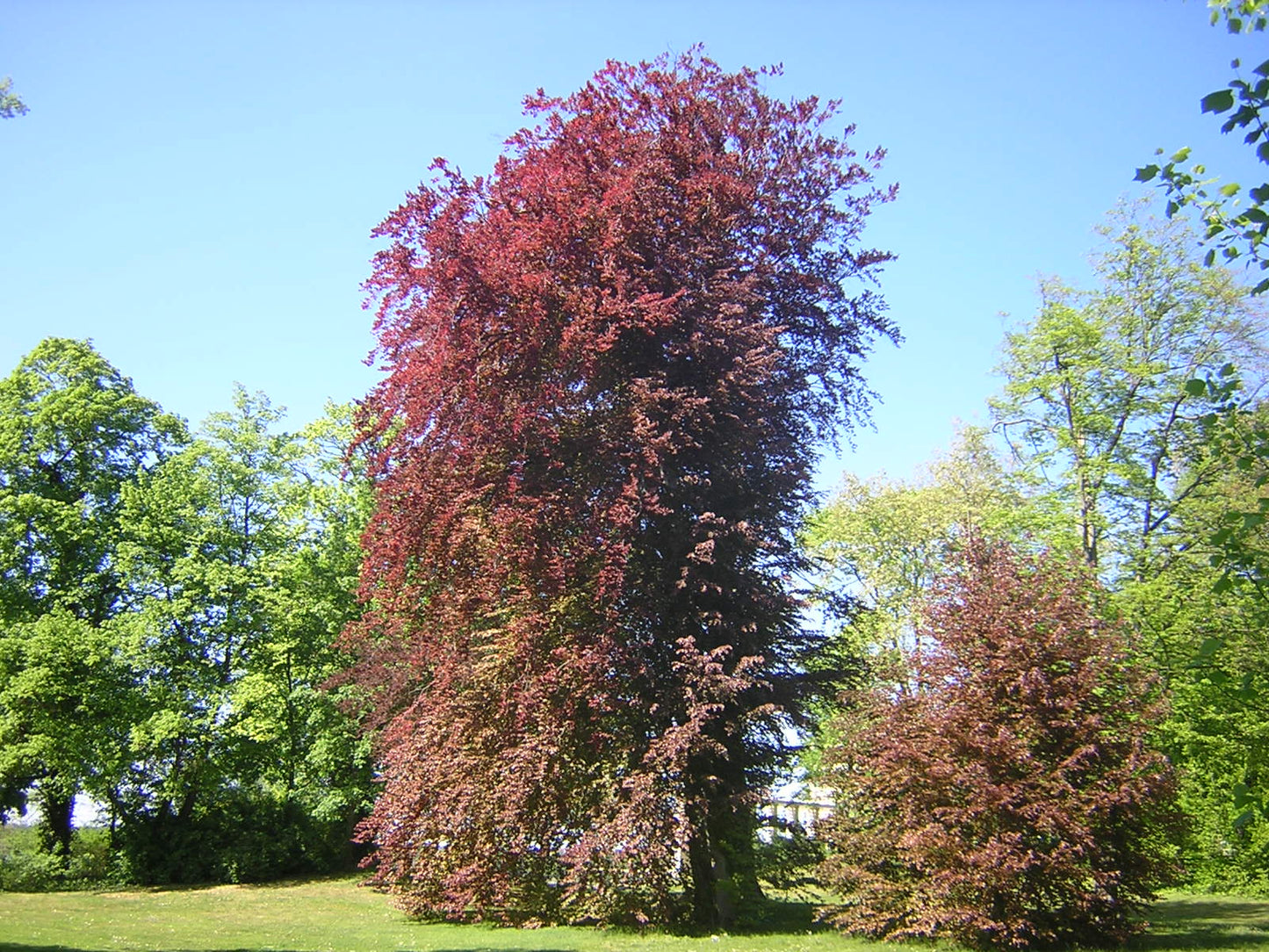 Fagus sylvatica cv. "purpurea" - faggio rosso (Vaso quadro 9x9x20 cm)