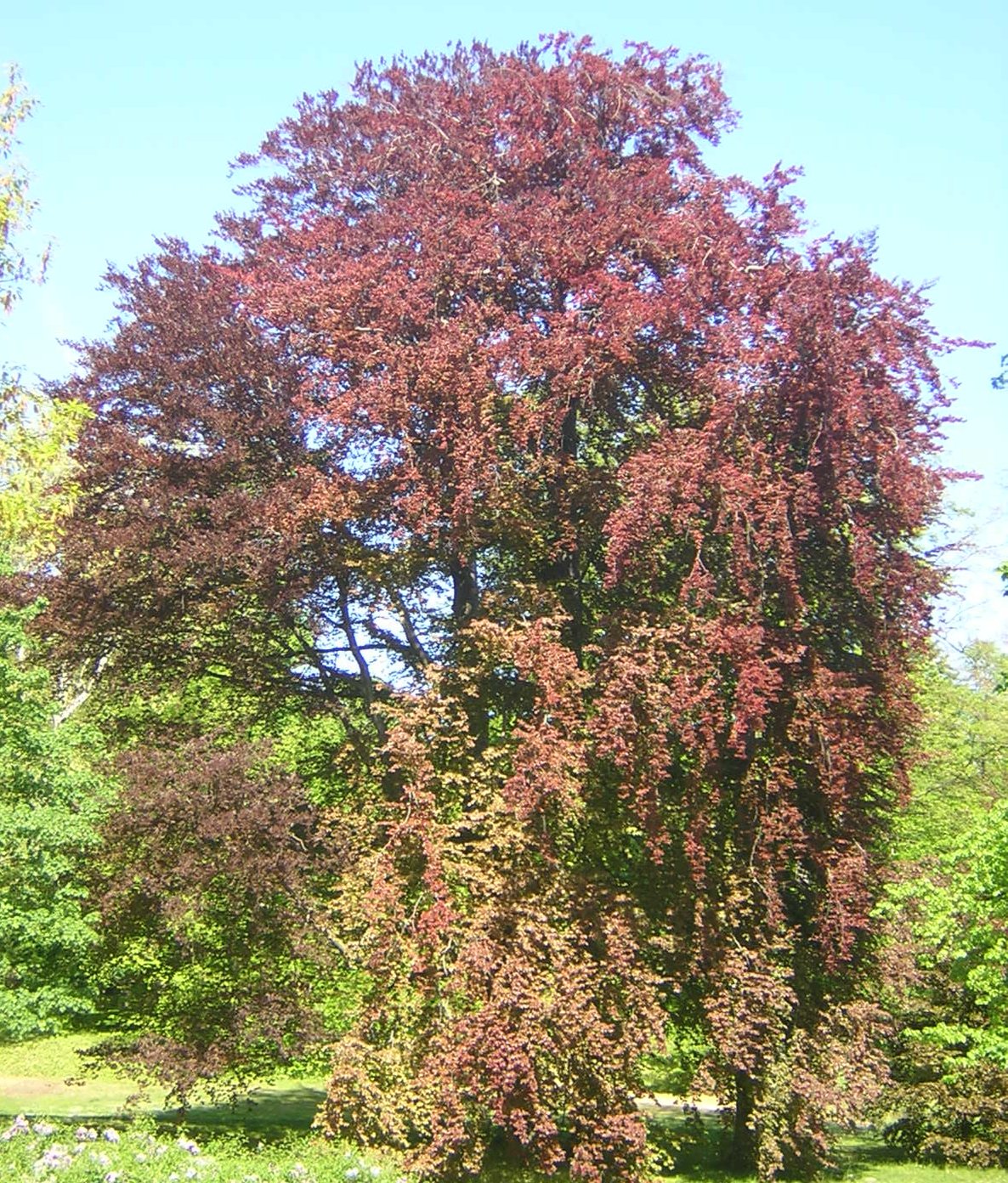 Fagus sylvatica cv. "purpurea" - faggio rosso (Vaso quadro 9x9x20 cm)