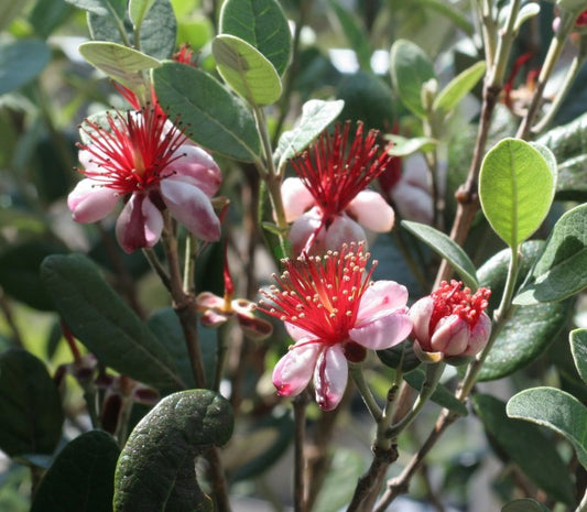 Feijoa sellowiana - fejoa (Forest honeycomb)
