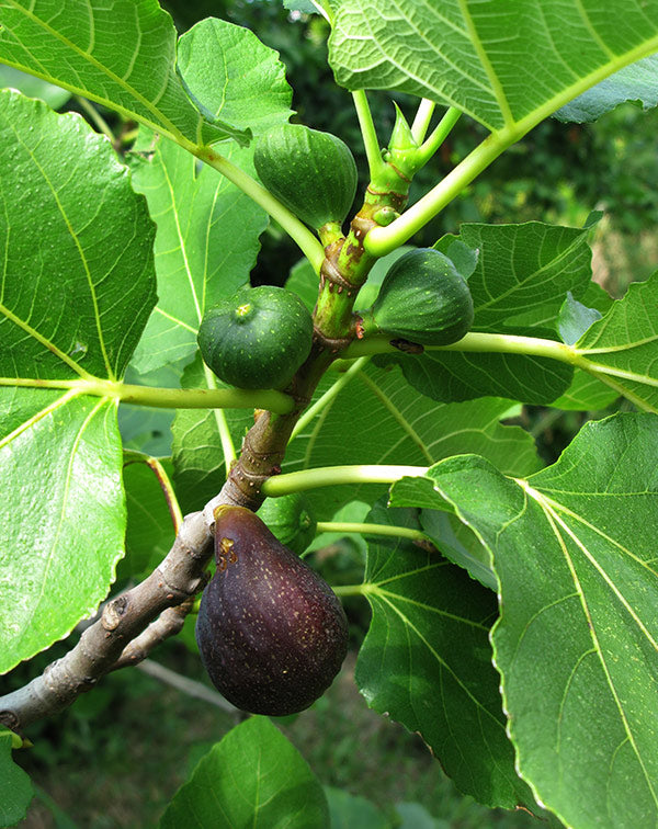 Ficus carica - fruit fig (18 cm pot)