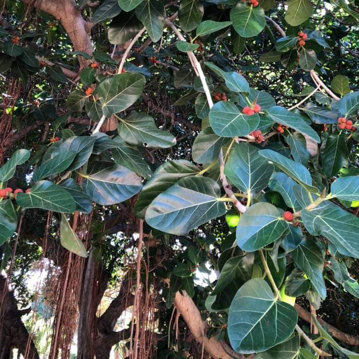 ficus benghalensis frutti VivaiMDB
