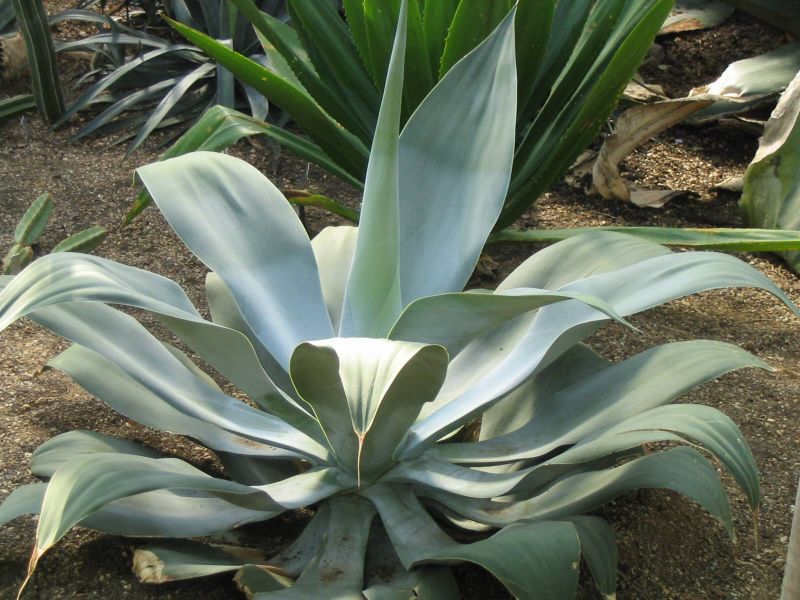 Agave pedunculifera (sin. attenuata) ssp dentata - (Vaso 10 cm)