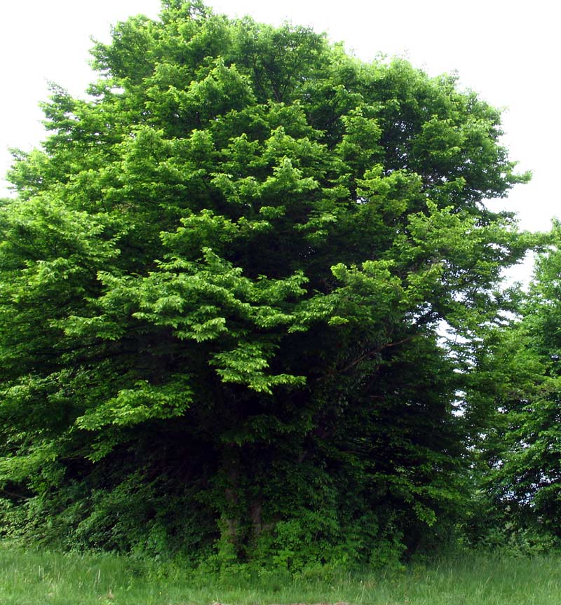 Carpinus Betulus - Carpino Bianco (Vaso Quadro 9X9X20 Cm)