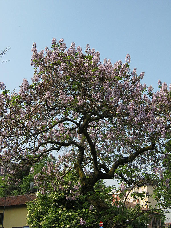 Paulownia Tomentosa - Paulonia - Semi 0,1gr