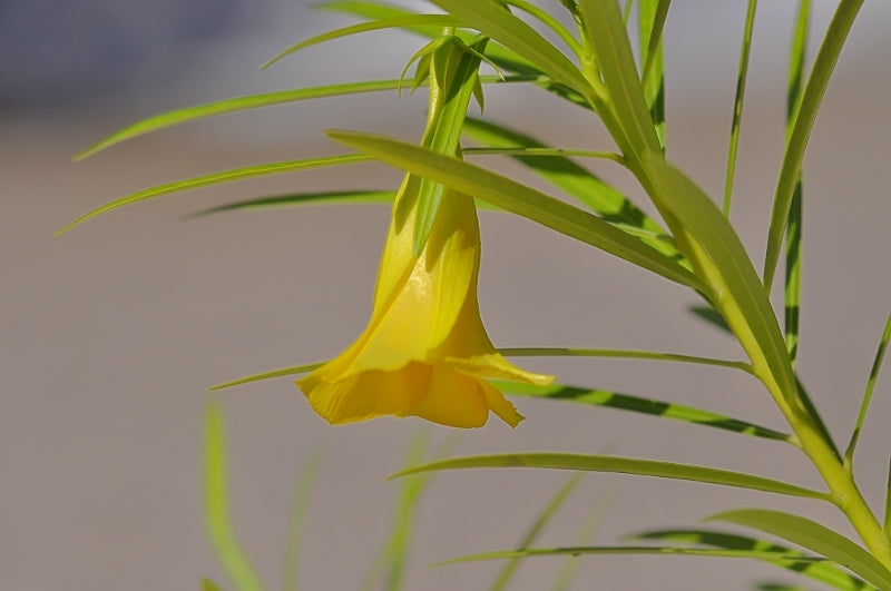Thevetia peruviana (fiore giallo) - oleandro del Perù (Alveolo forestale)