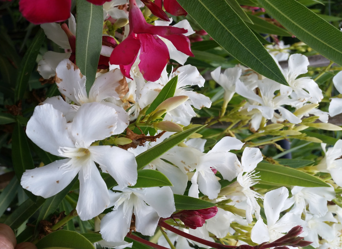 Nerium oleander "bianco" - oleandro (Vaso 18 cm)