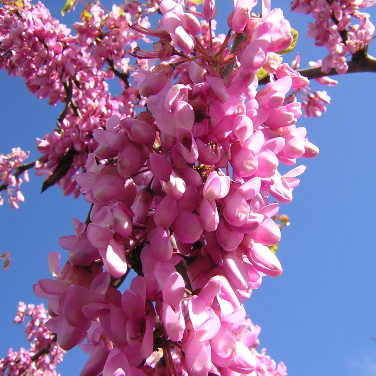 Cercis siliquastrum - albero di Giuda (Alveolo forestale)