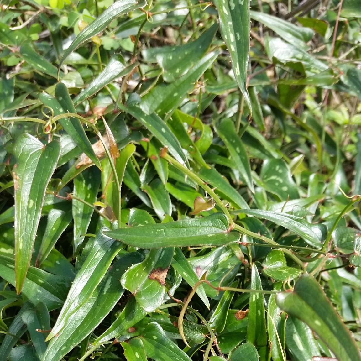 Smilax aspera - sarsaparilla, sarsaparilla (forest honeycomb)