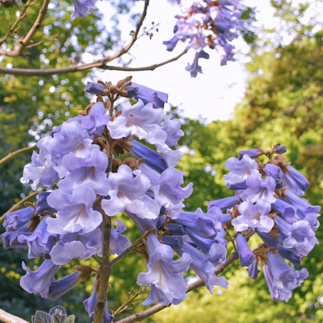 Paulownia tomentosa - paulonia (Alveolo forestale)