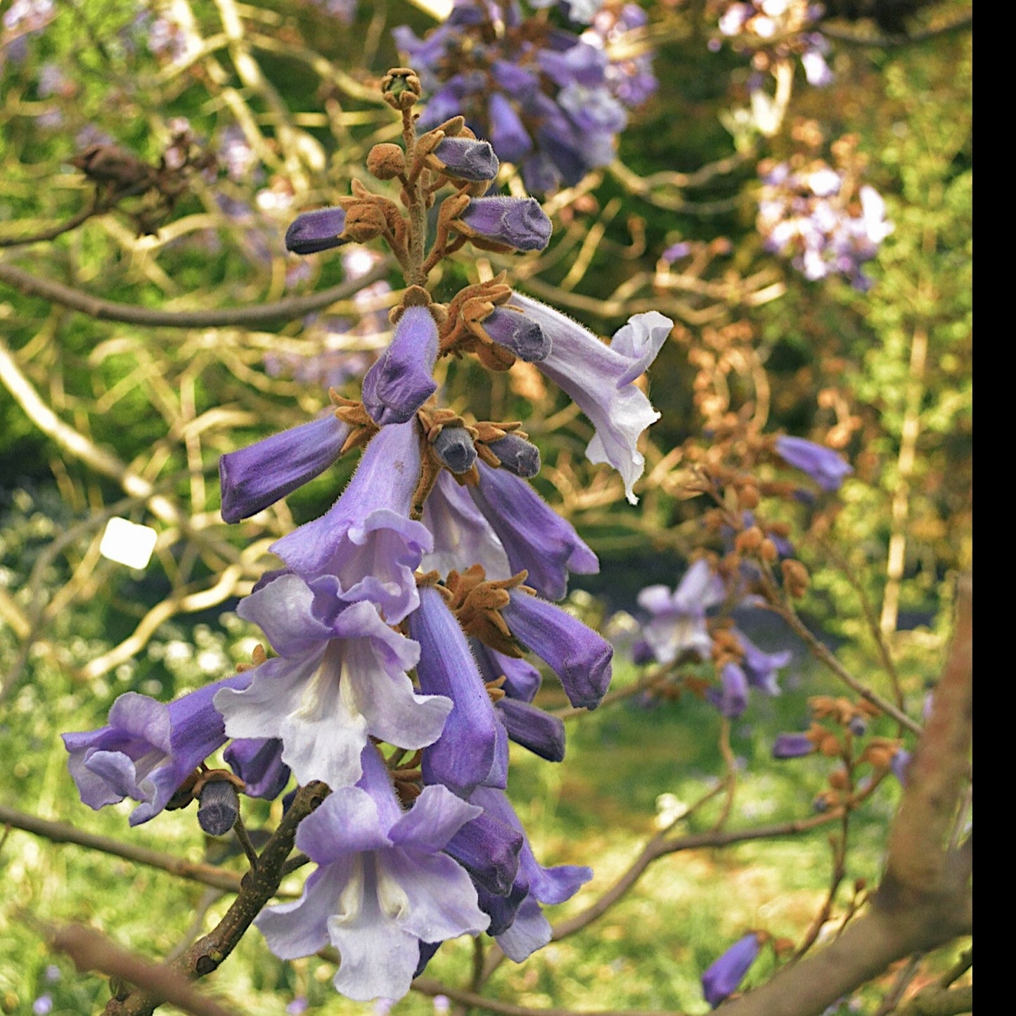 Paulownia tomentosa - paulonia (Alveolo forestale)