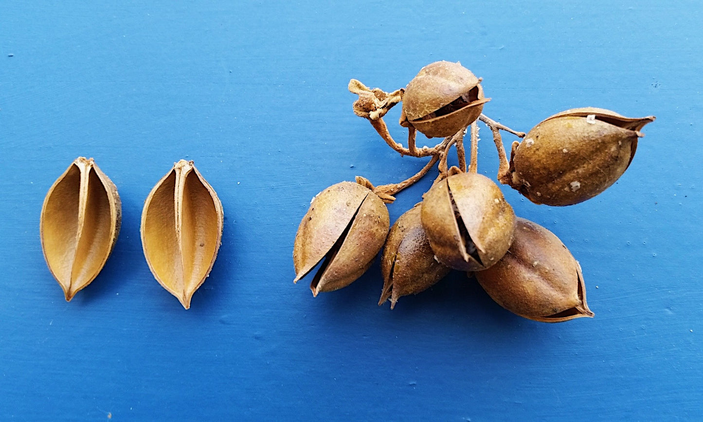 Paulownia tomentosa - paulonia (Alveolo forestale)