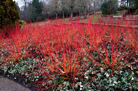 Cornus sanguinea - sanguinello (Alveolo forestale)