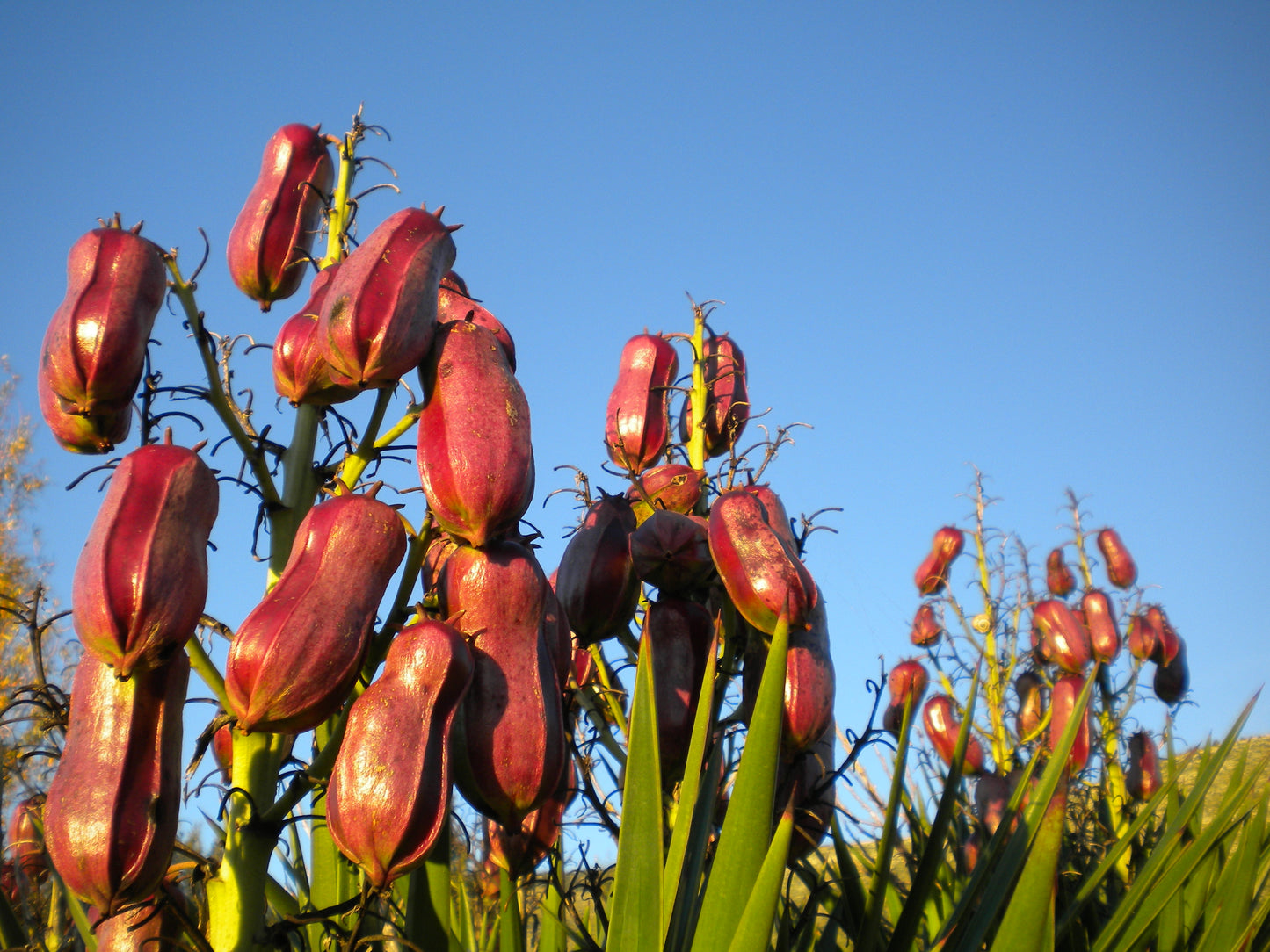 Yucca aloifolia - Baionetta Spagnola (Talea)