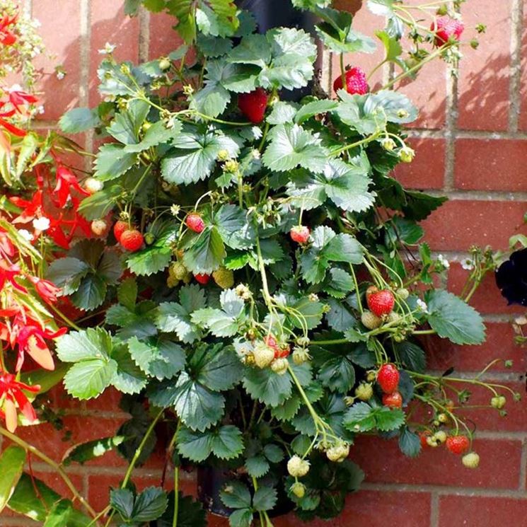 Fragaria x ananassa - fragola rampicante (1 confezione di semi)