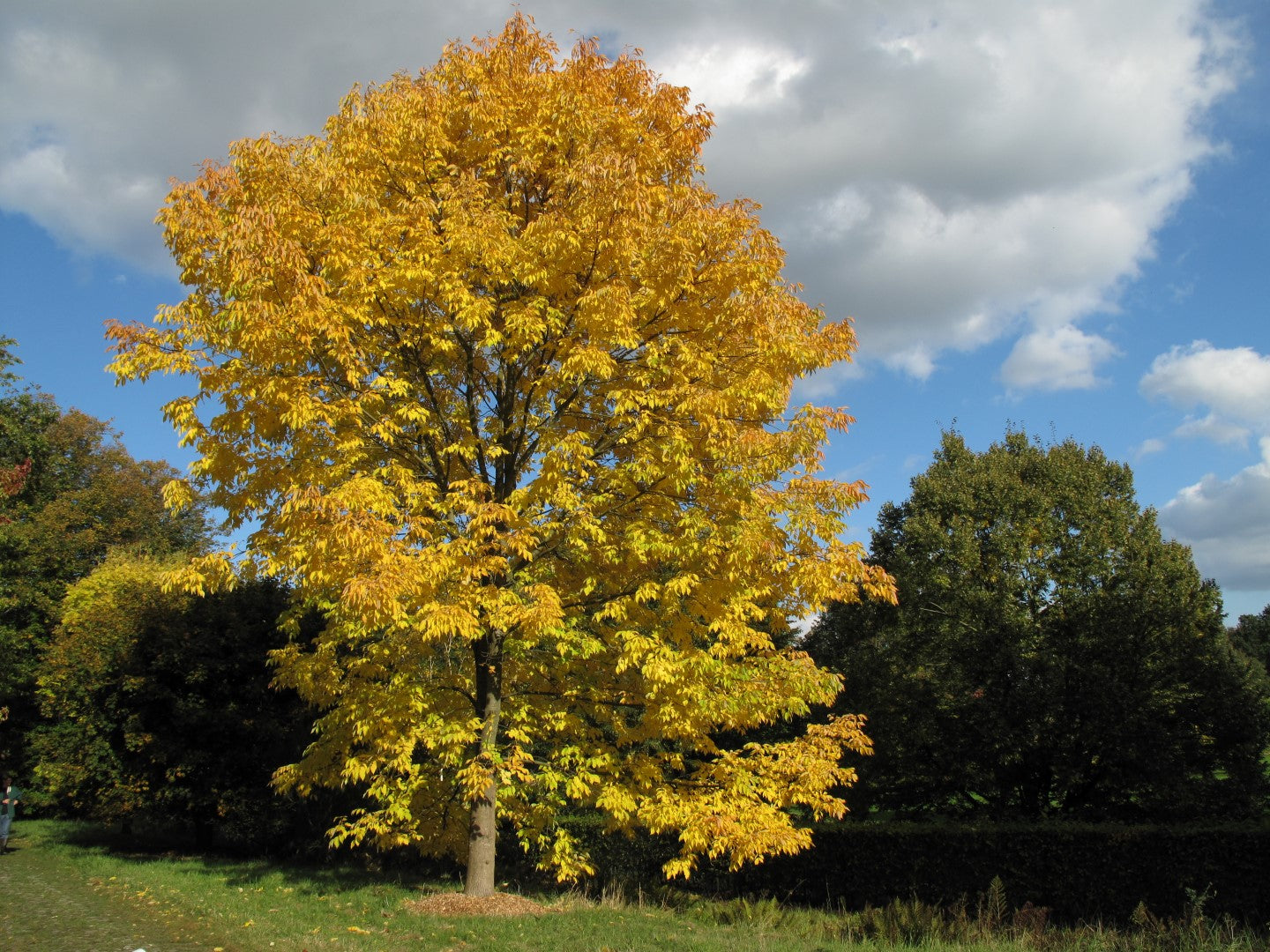 Fraxinus americana - frassino americano (Alveolo forestale)