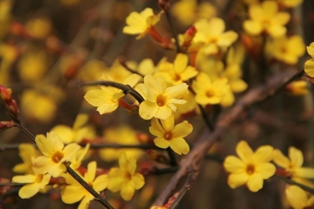 Jasminum nudiflorum - gelsomino di S. Giuseppe (Alveolo forestale)