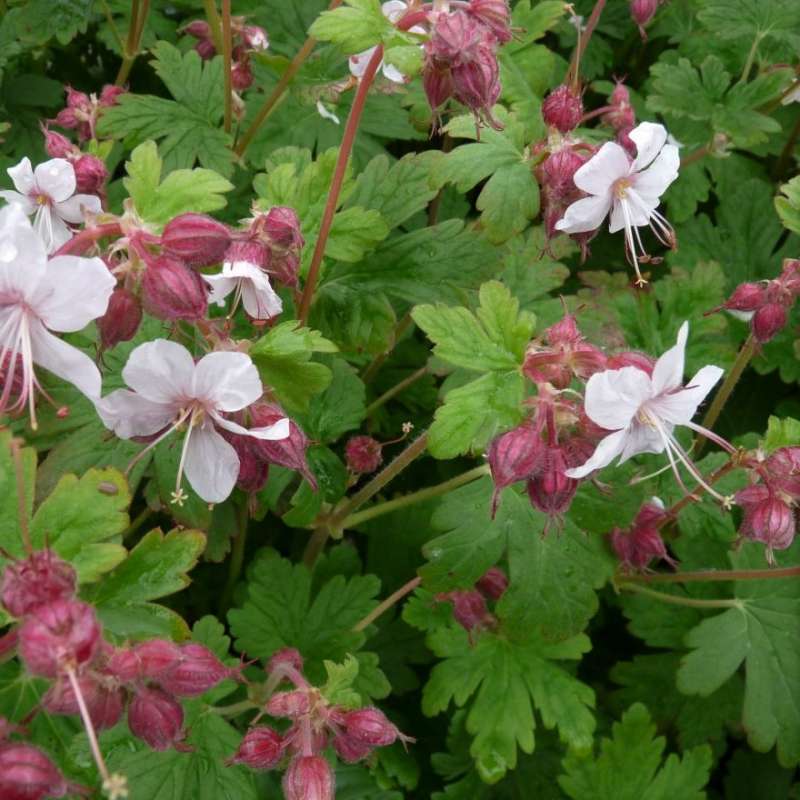 Geranium macrorrhizum - geranio odoroso rustico (Vaso 12 cm)
