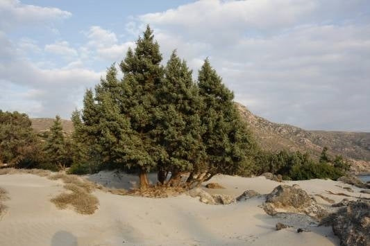 Juniperus oxycedrus macrocarpa - prickly juniper (Square vase 9x9x20 cm)