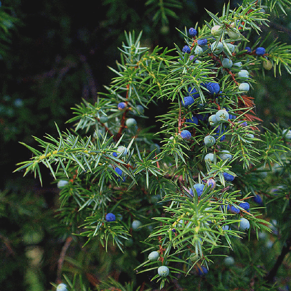 Juniperus communis - ginepro (Alveolo Forestale)