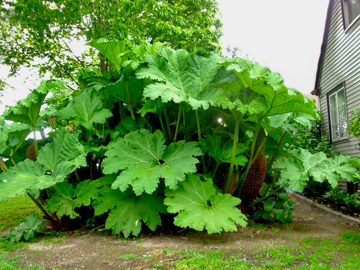 Gunnera manicata - Pianta dei dinosauri (Vaso quadro 7x7x8 cm)