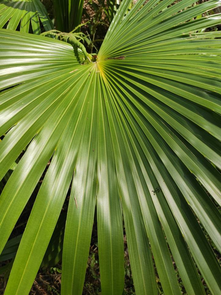 Livistona chinensis - Chinese fan (Vase 18 cm)