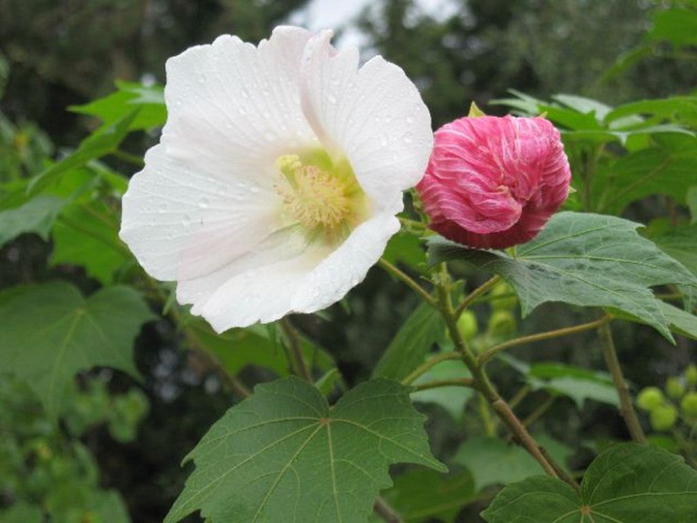 Hibiscus mutabilis - ibisco cangiante (Alveolo forestale)