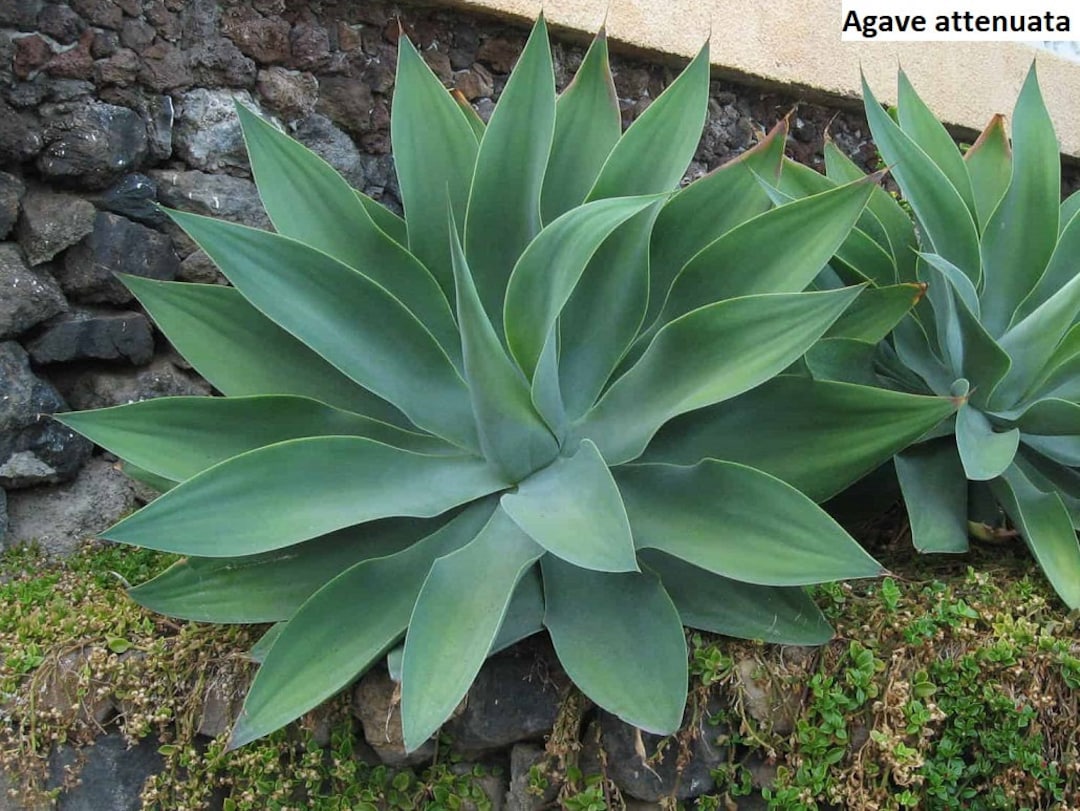 Agave attenuata - agave soave (Vaso 10 cm)