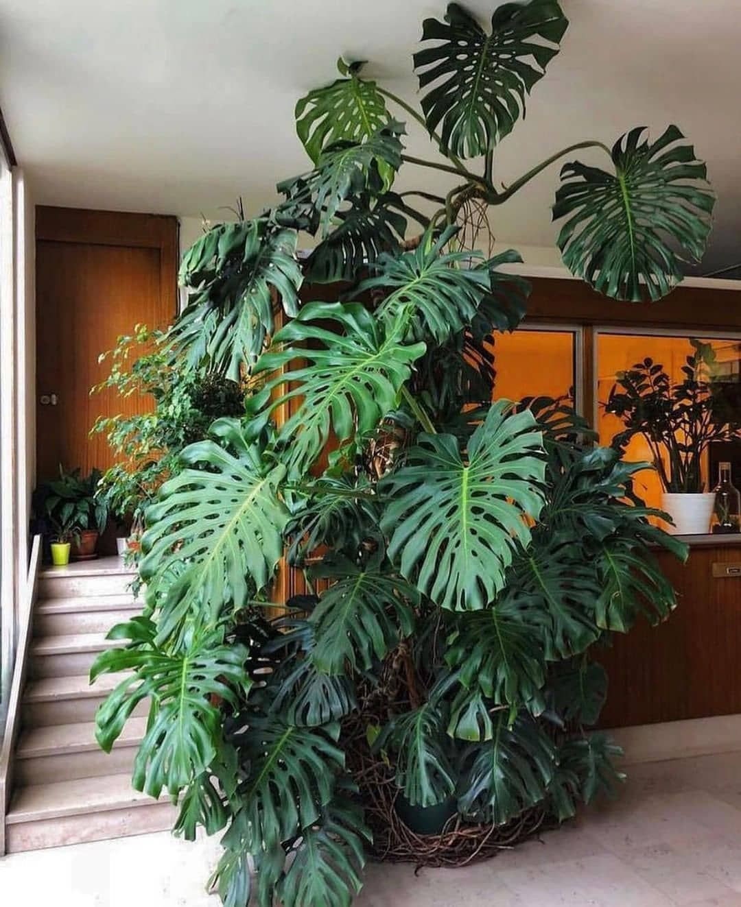monstera in vase Monstera deliciosa