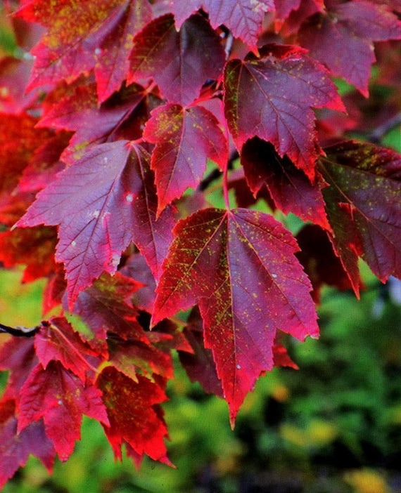 Le foglie rosso vivo e bordeaux dell'Acer rubrum cv "brandywine" (Vivai Mola della Badia, vaso quadro 9x9x20 cm) si raggruppano con accenni di giallo e verde, vividi su uno sfondo verde leggermente sfumato, che ne evidenziano la colorazione rossa.