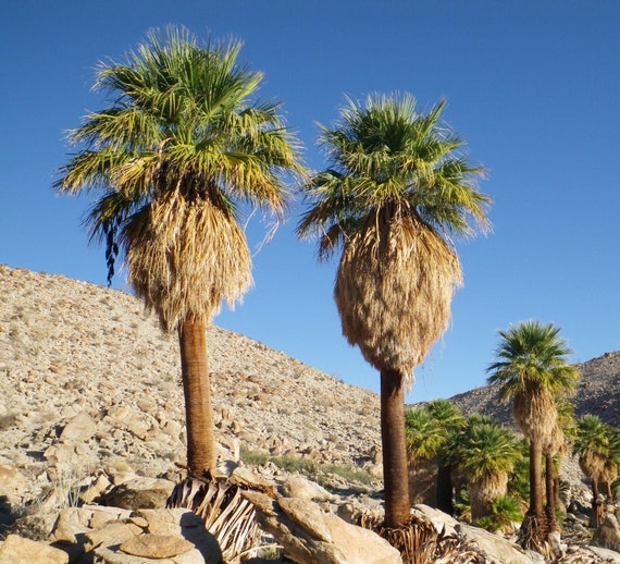 Washingtonia filifera - California Palm (18 cm pot)