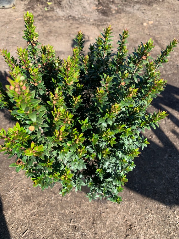 Myrtus communis - myrtle, myrtle (forest honeycomb)