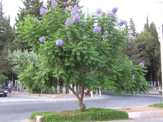 Jacaranda mimosifolia - jacaranda viola (Alveolo forestale)