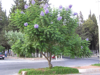 Jacaranda mimosifolia - jacaranda viola (Alveolo forestale)